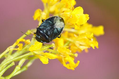 Eurydema cyanea
